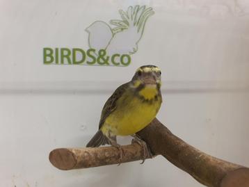 Mooi koppel Mozambiquesijs beschikbaar beschikbaar voor biedingen