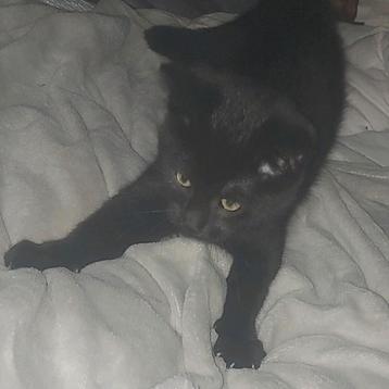 Kittens beschikbaar voor biedingen