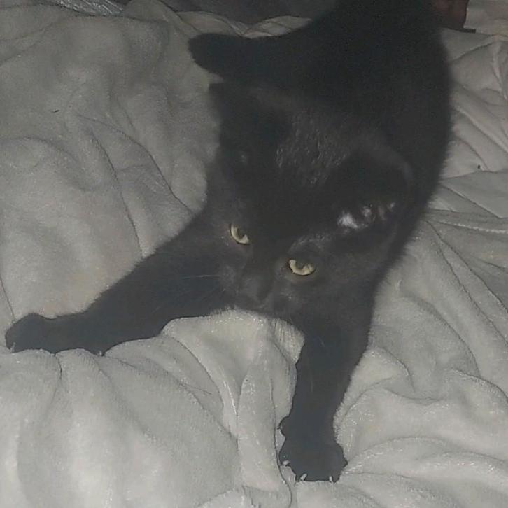 Kittens, Dieren en Toebehoren, Kattenmanden, Ophalen