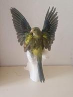 Barraband parkiet opgezet op een koeien bot, Verzamelen, Dierenverzamelingen, Ophalen of Verzenden, Zo goed als nieuw, Opgezet dier