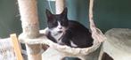 Lieve kater, Dieren en Toebehoren, Katten en Kittens | Overige Katten, Kater