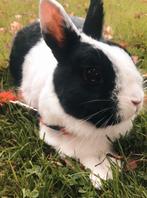 Lief konijn zoekt een fijn thuis, Dieren en Toebehoren, Konijnen, Mannelijk, Middelgroot, 3 tot 5 jaar