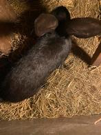 Vlaamse reuz  mannetje te koop of te ruil, Dieren en Toebehoren, Konijnen, Mannelijk, Groot