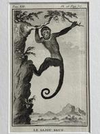 OUD 1770 Sajou Brun - Bruine Kapucijnaap, Antiek en Kunst, Ophalen of Verzenden