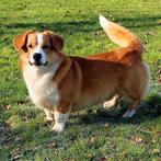 Corgi  Pembroke/Gardigan DNA getest Dekreu, Dieren en Toebehoren, Rabiës (hondsdolheid), Reu, Eén hond, 3 tot 5 jaar