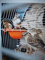 T.k. 10 mooie donkerbonte rood  harlekijn kanaries 2024/25, Meerdere dieren, Kleurkanarie