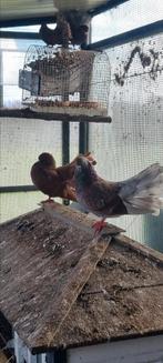 Duif, Dieren en Toebehoren, Meerdere dieren, Overige soorten