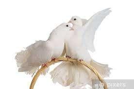 Sierduiven........................., Dieren en Toebehoren, Pluimvee, Overige soorten, Meerdere dieren