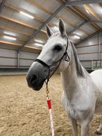 ster , sport z2 merrie, Dieren en Toebehoren, Merrie, Z, Dressuurpaard, 160 tot 165 cm