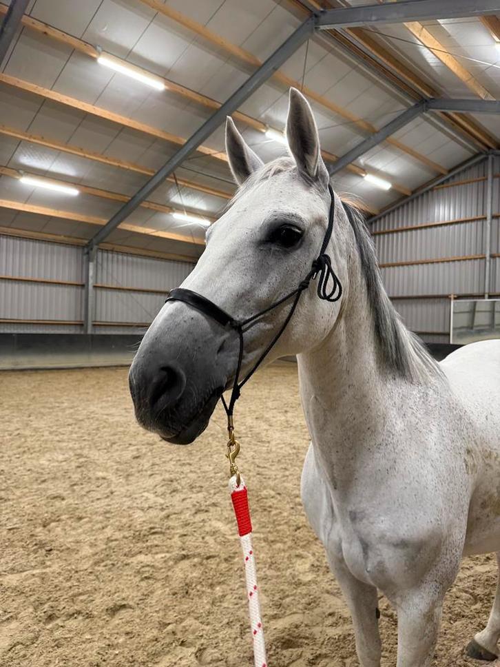 ster , sport z2 merrie, Dieren en Toebehoren, Paarden, Merrie, Z, 160 tot 165 cm, 11 jaar of ouder, Dressuurpaard