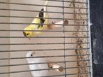 Recessief witte kanaries, Meerdere dieren, Kleurkanarie