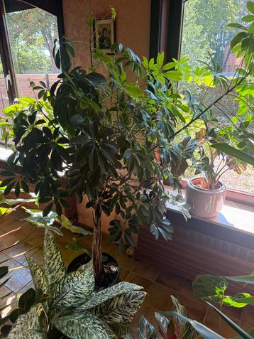 SCHEFFLERA ARBORICOLA - VINGERSBOOM beschikbaar voor biedingen