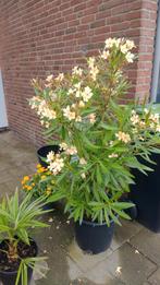 Grote Nerium Oleander geelbloeiend !, Tuin en Terras, Planten | Tuinplanten, Ophalen, Overige soorten, Volle zon