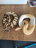 koppel dreamsicle rtb, Dieren en Toebehoren, Reptielen en Amfibieën, Slang