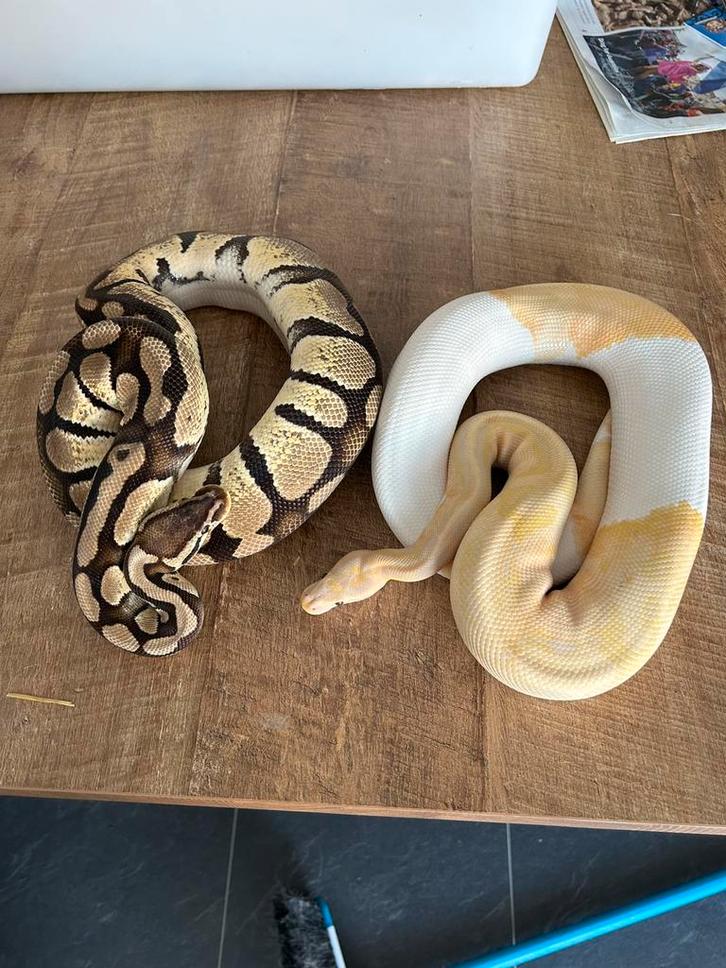 koppel dreamsicle rtb