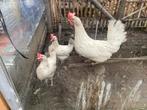 1 leghorn kip half jaar oud 10 euro, Dieren en Toebehoren, Pluimvee, Vrouwelijk, Kip