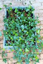 Hedera/ klimop, Ophalen, Bloeit niet, Klimplanten, Halfschaduw