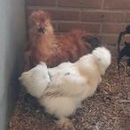Zijdehoenders, Dieren en Toebehoren, Meerdere dieren, Kip