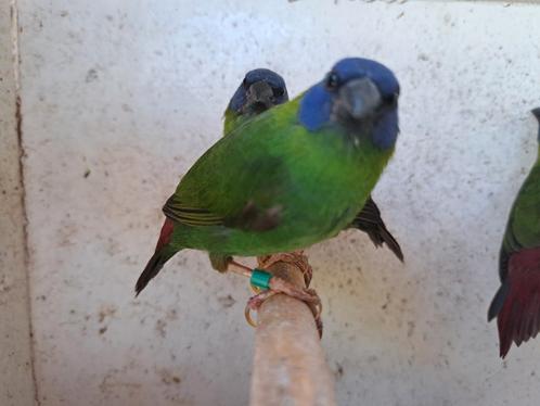 Driekleurpapegaaiamadine, Dieren en Toebehoren, Vogels | Overige Vogels, Tropenvogel, Meerdere dieren