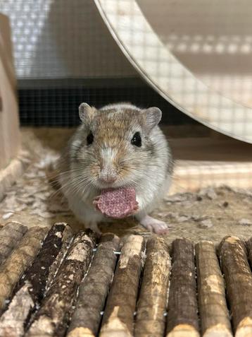 Gerbil vrouwtje beschikbaar voor biedingen