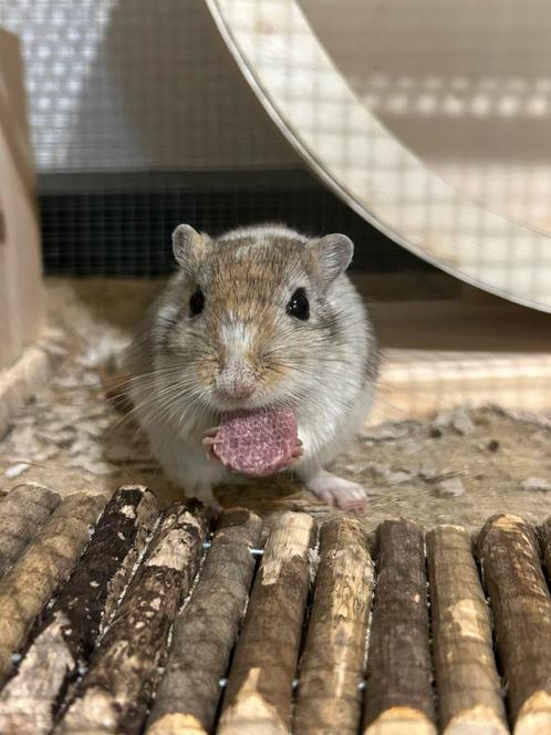 Gerbil vrouwtje, Dieren en Toebehoren, Knaagdieren, Vrouwelijk, Overige typen, Juli