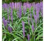 DIVERSE POTTEN LIRIOPE MUSCARI INGWERSEN (LELIEGRAS), Tuin en Terras, Planten | Tuinplanten, Overige soorten, Volle zon, Vaste plant