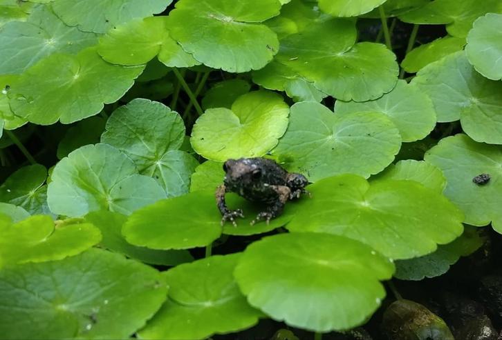 Tungara kikker groep (engystomops pustulosus), Dieren en Toebehoren, Reptielen en Amfibieën, Amfibie, 0 tot 2 jaar