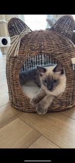 Ragdoll 100%. 1,5 jaar oud., Dieren en Toebehoren