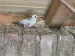 Zilveren diamant duifje, Dieren en Toebehoren, Geslacht onbekend, Tropenvogel, Geringd