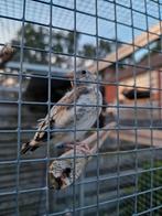 Majoor putter pop ruilen, Dieren en Toebehoren, Vogels | Overige Vogels, Vrouwelijk, Wildzangvogel, Geringd