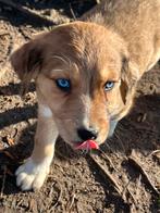 Aussidoodle pups, Parvo, België, Fokker | Hobbymatig, Overige rassen