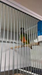 Bonte boer pop gevraagd senegal papegaai, Dieren en Toebehoren, Vogels | Parkieten en Papegaaien, Vrouwelijk, Papegaai