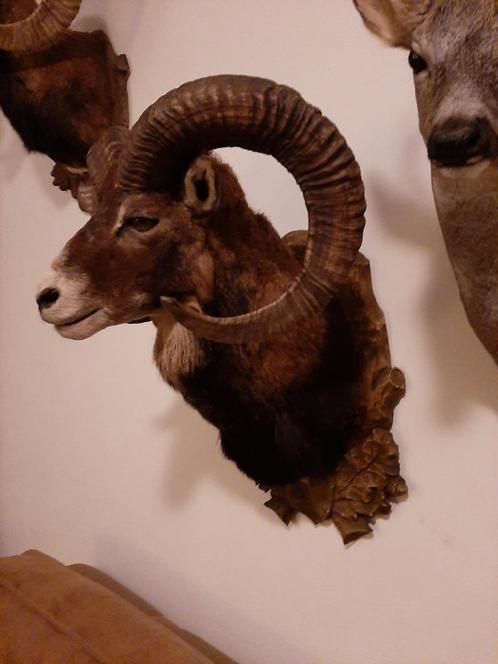 Te koop: kapitale MOEFLON !, Verzamelen, Dierenverzamelingen, Zo goed als nieuw, Beeldje of Figuurtje, Ophalen of Verzenden