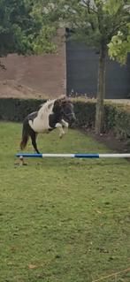 Super lieve Shetlanders en whels ruin, Dieren en Toebehoren, Pony's, Merrie