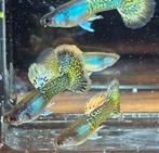 Green Dragon rasguppies, Vis