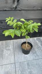 Walnotenboom, Tuin en Terras, Planten | Fruitbomen, Ophalen, Minder dan 100 cm, In pot, Walnotenboom