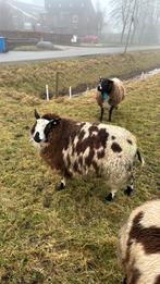 Drachtige bonte schapen., Dieren en Toebehoren, Schapen, Geiten en Varkens, Vrouwelijk, Schaap