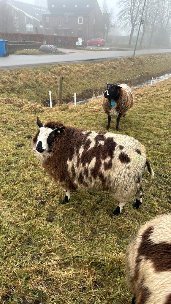 Koppel Drachtige bonte schapen., Dieren en Toebehoren, Schapen, Geiten en Varkens, Schaap, Vrouwelijk