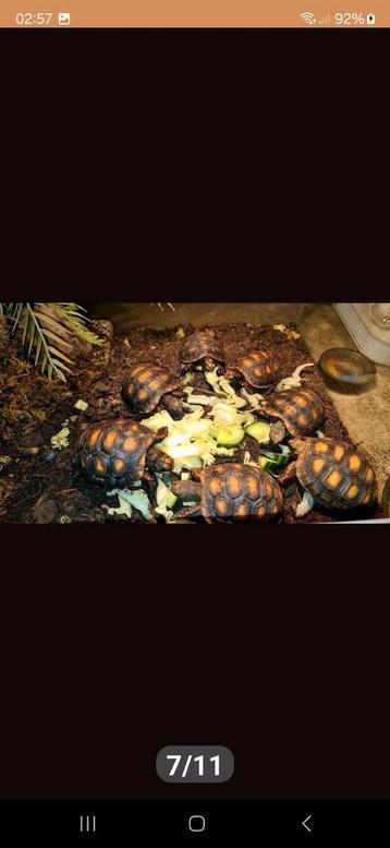 Kolenbrander landschildpad  beschikbaar voor biedingen