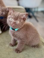 Prachtige Britse korthaar kittens met Stamboom, Dieren en Toebehoren, Katten en Kittens | Raskatten | Korthaar, Meerdere dieren