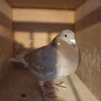 POSTDUIVEN PRACHTIGE DOFFER ( NL 2025 )*DIRK VD BULK LIJN*, Mannelijk, Postduif
