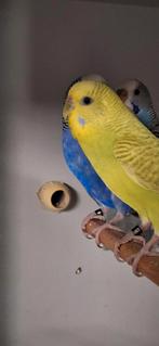 30 grasparkieten, Dieren en Toebehoren, Vogels | Parkieten en Papegaaien, Meerdere dieren, Parkiet