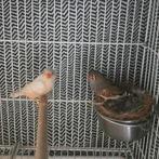 Zebravink isabel split zwartwang, Dieren en Toebehoren, Vogels | Overige Vogels, Meerdere dieren, Tropenvogel