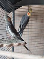 2 valkparkieten evt met vogelkooi, Dieren en Toebehoren, Meerdere dieren, Parkiet