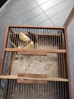 Kanaries koppel met 4 jongen en 2 koppels , waar van 1, Ophalen, Zo goed als nieuw, Hout, Broedkooi of Kweekkooi