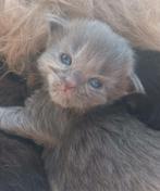 Maine Coon kittens met stamboom, Dieren en Toebehoren, Meerdere dieren, Gechipt