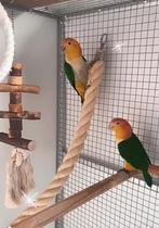 Bewezen koppel Roestkop caiques prachtig koppel, Meerdere dieren, Papegaai, Geringd