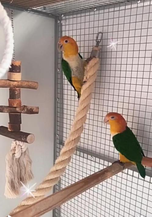 Bewezen koppel Roestkop caiques prachtig koppel, Dieren en Toebehoren, Vogels | Parkieten en Papegaaien, Papegaai, Meerdere dieren