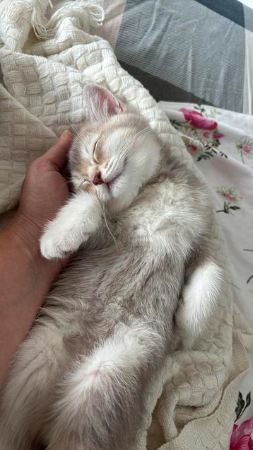 British Shorthair beschikbaar voor biedingen