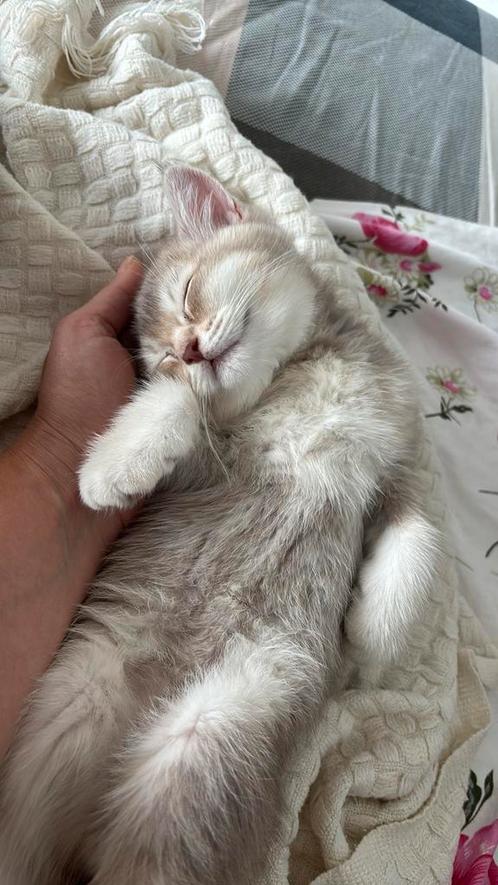 Britse Korthaar Kittens, Dieren en Toebehoren, Katten en Kittens | Raskatten | Korthaar, Kater